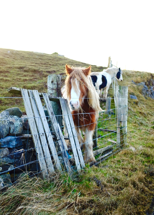 Poneys in the Highlands