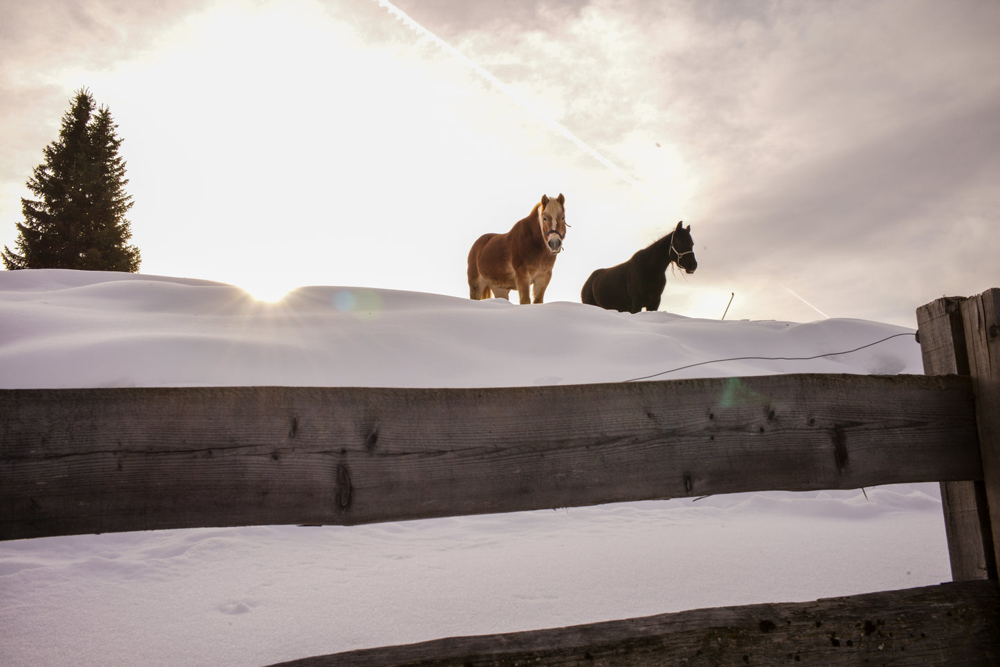 Dolomites Poneys