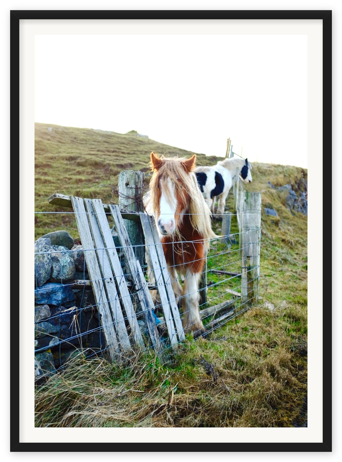 Poneys in the Highlands