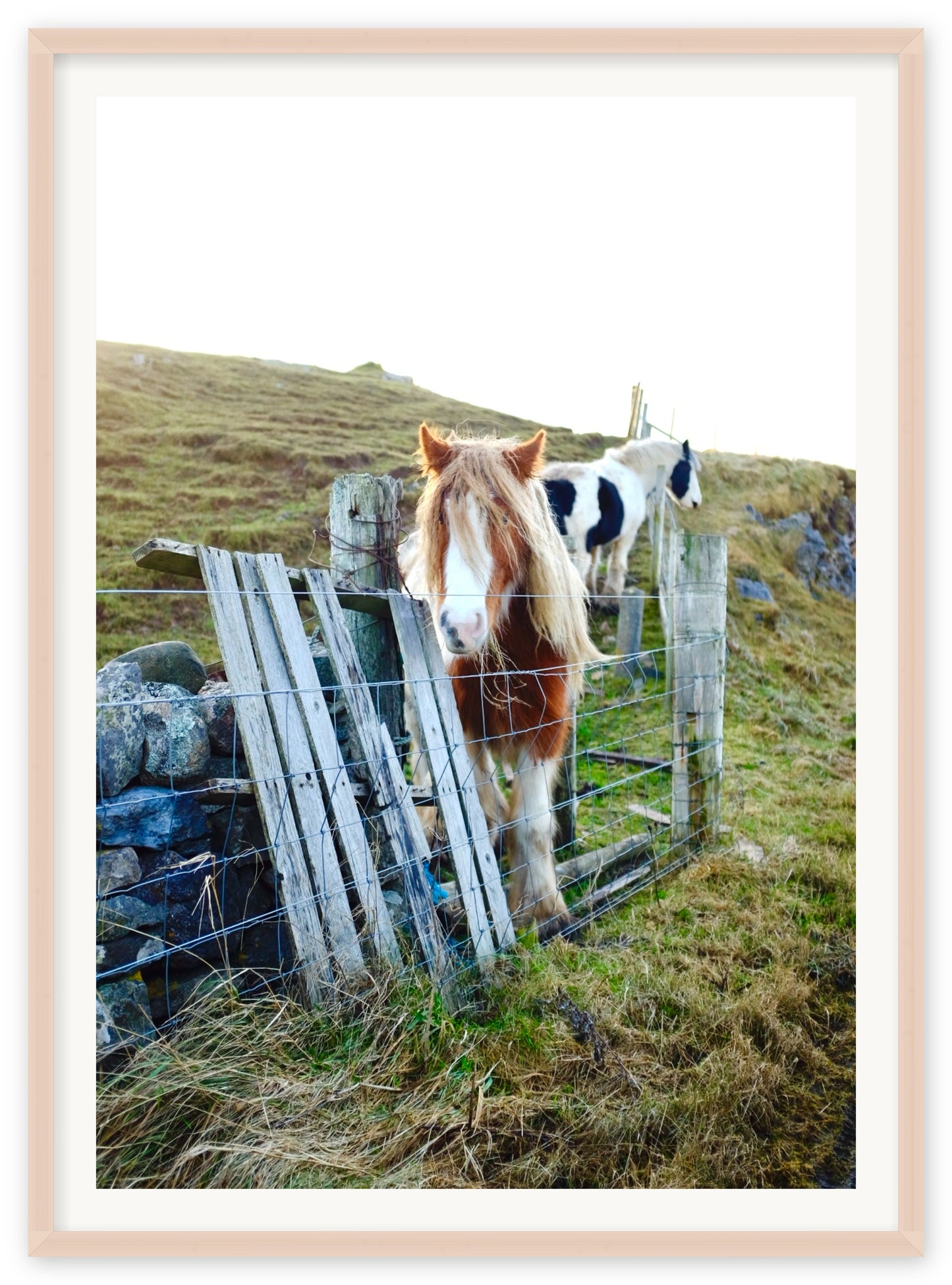 Poneys in the Highlands