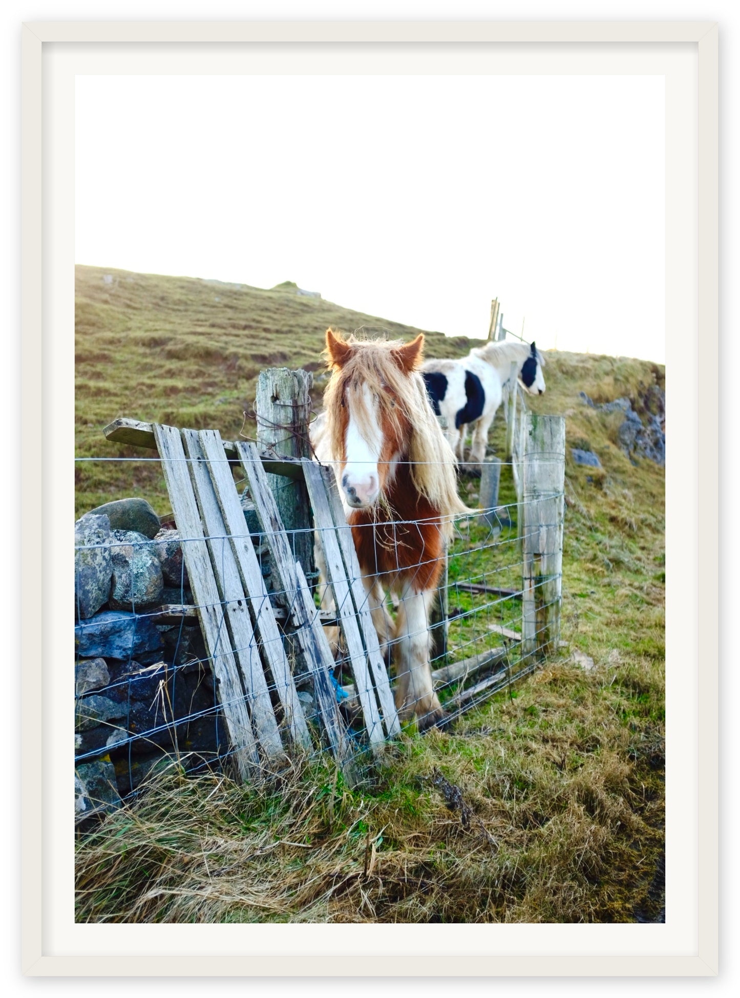 Poneys in the Highlands